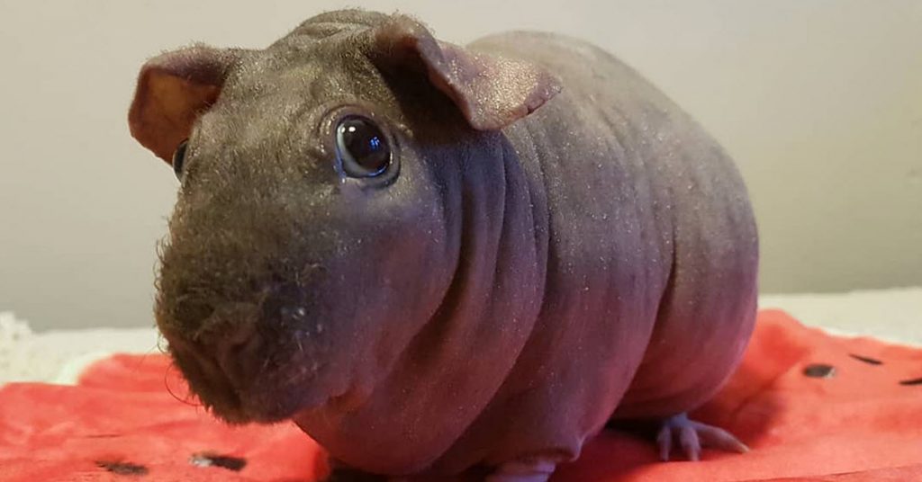 They Arent Tiny Hippos They Are Hairless Guinea Pigs