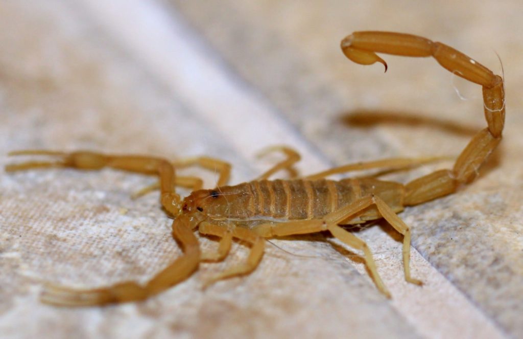 Apparently, It’s So Hot In Texas That Scorpions Are Going Inside People