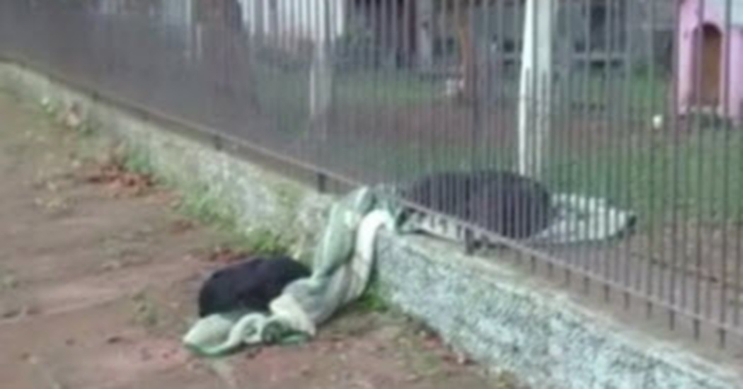 Puppy Drags New Blanket Out In The Cold But When They See Why, The Owners Are Left In Tears