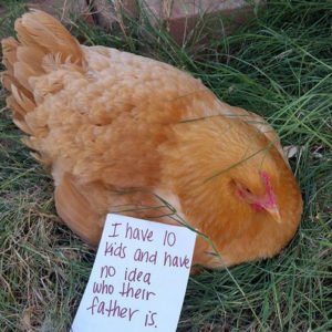 11 Hilarious Chicken Shaming Pictures That Prove Life On The Farm Might ...