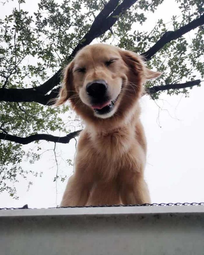 Dog Won’t Stay Off The Roof So A Sign Was Posted To Explain Why