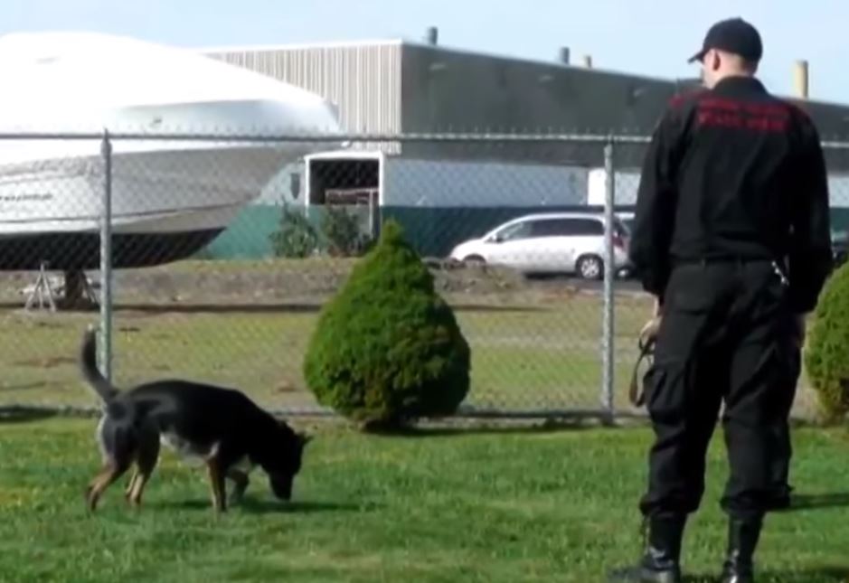 Cop Rescues ‘Unadoptable’ Dog From Shelter. 4 Years Later He Discovers ...