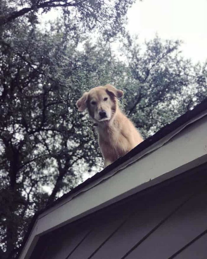 Dog Won’t Stay Off The Roof So A Sign Was Posted To Explain Why