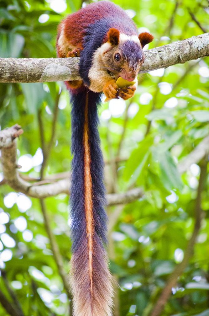Giant, Multi-Colored Squirrels Are Something Straight Out Of A ...