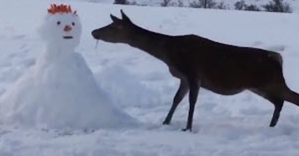 Deer Walks Up As If To Say Hi But His Real Intentions Leave The