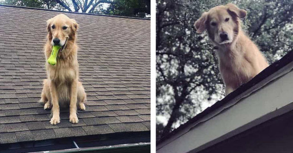 Dog Won’t Stay Off The Roof So A Sign Was Posted To Explain Why