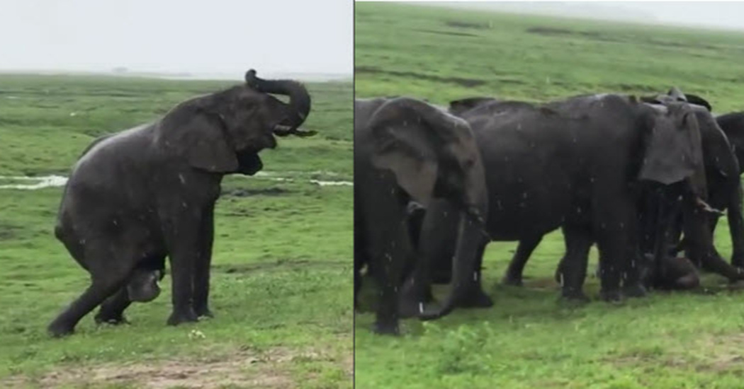 Pregnant Elephant Gives Birth Then The Herd Comes Charging In