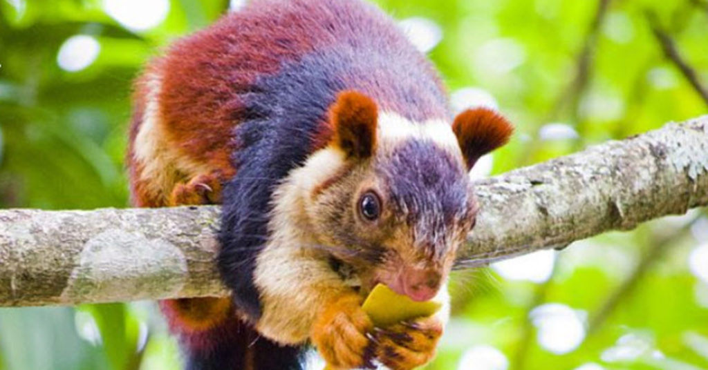 Giant, Multi-Colored Squirrels Are Something Straight Out Of A