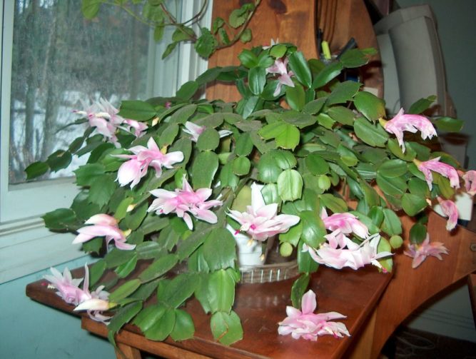 6 Secrets To Make Your Christmas Cactus Flourish All Season ...