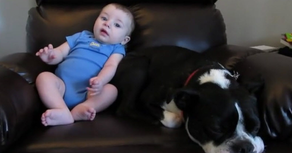 Dog Has Hilarious Reaction When He Realizes The Baby Pooped ...