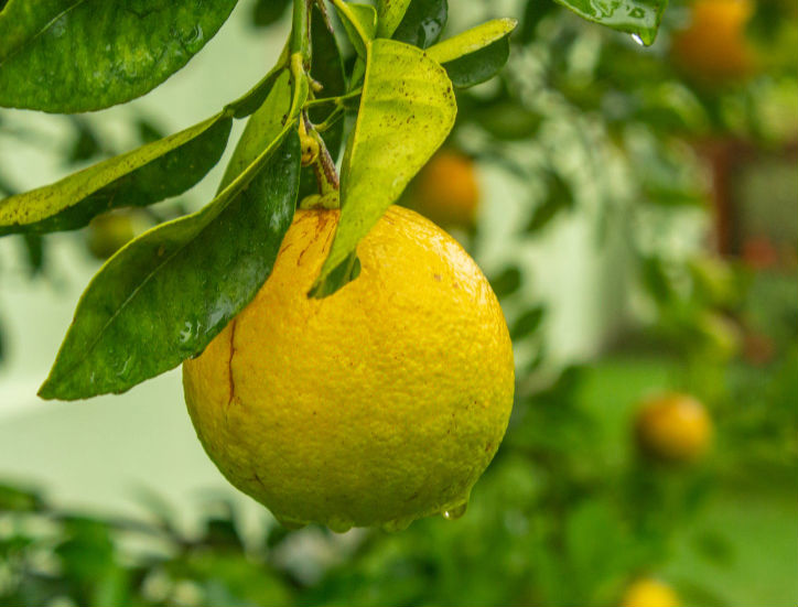 Here’s What You Can Expect After Sleeping With Lemons On Your ...