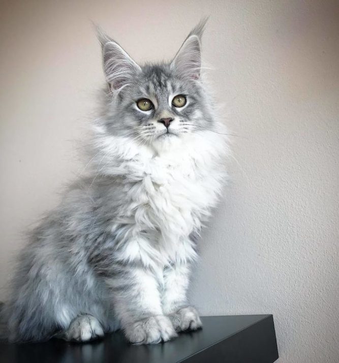 30 Adorable Tiny Maine Coon Kittens Waiting To Become Giants ...