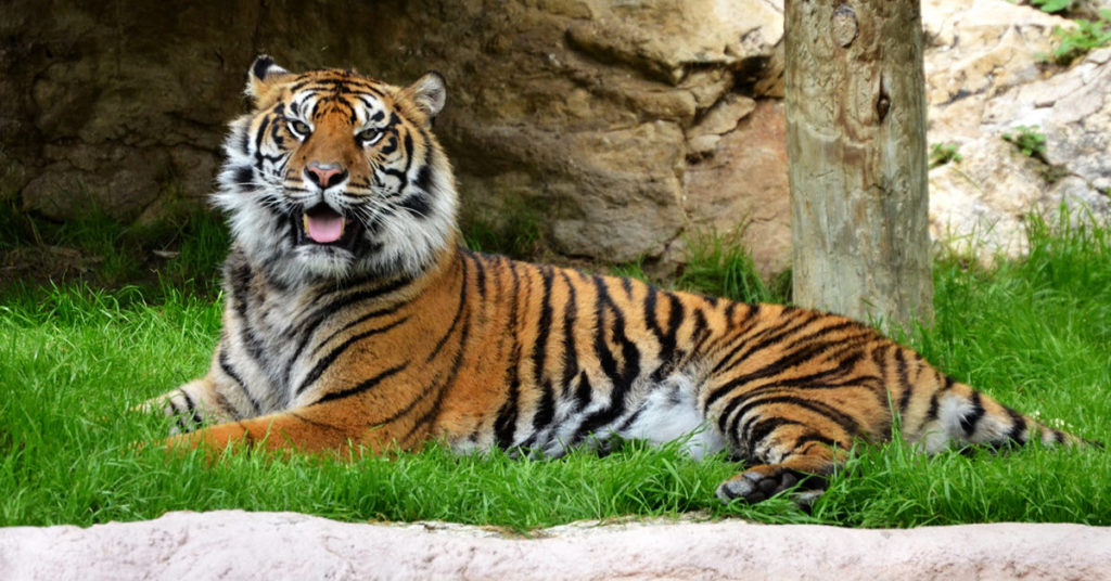 Nepal Says They Have Doubled The Wild Tiger Population In Their Country ...
