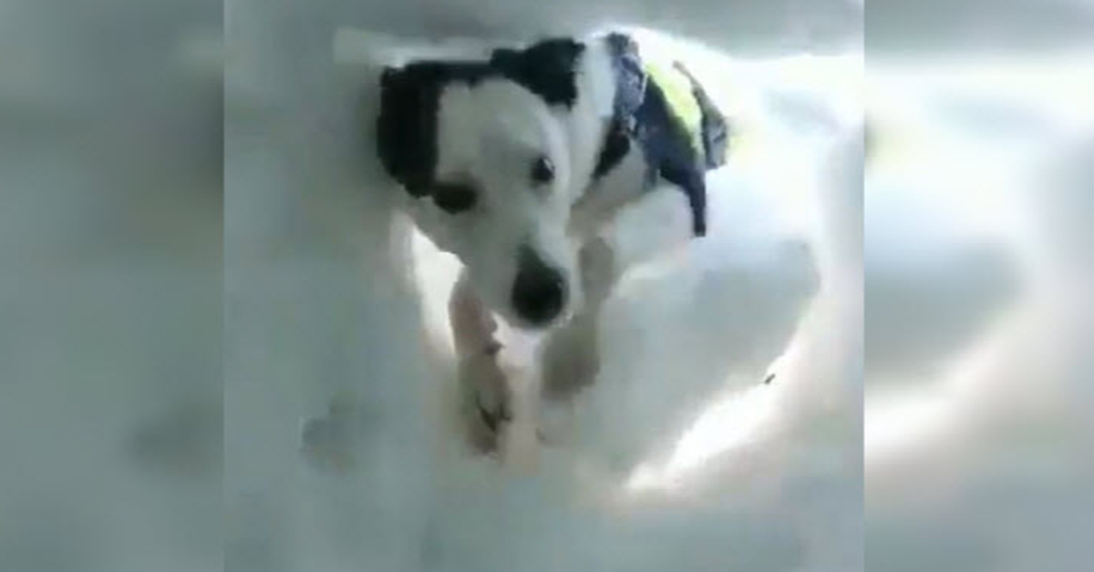 Man Buried In Snow Films The Moment A Mountain Dog Comes To His Rescue ...