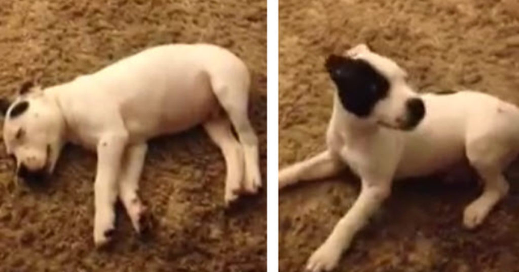 Tiny Puppy Wakes Up After Ripping Huge Fart And Proceeds To Freak Out