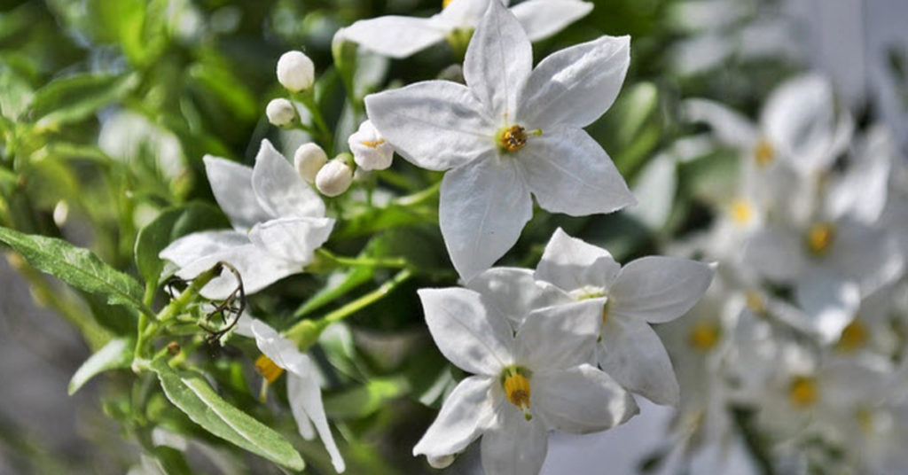 Reduce Anxiety, Panic Attacks And Depression With A Beautiful Smelling