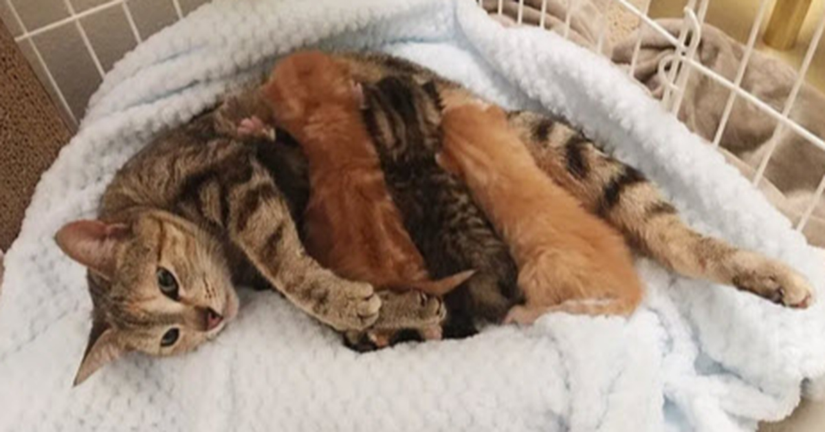 Stray Cat Returns To Find Her Lost Kittens At The Shelter ...