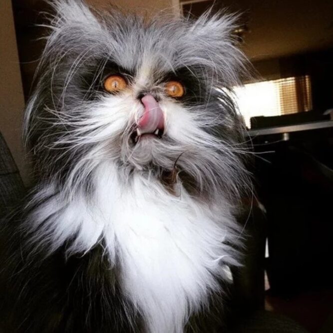 19 Angry Cats That You’ll Want To Stay Away From At All Costs