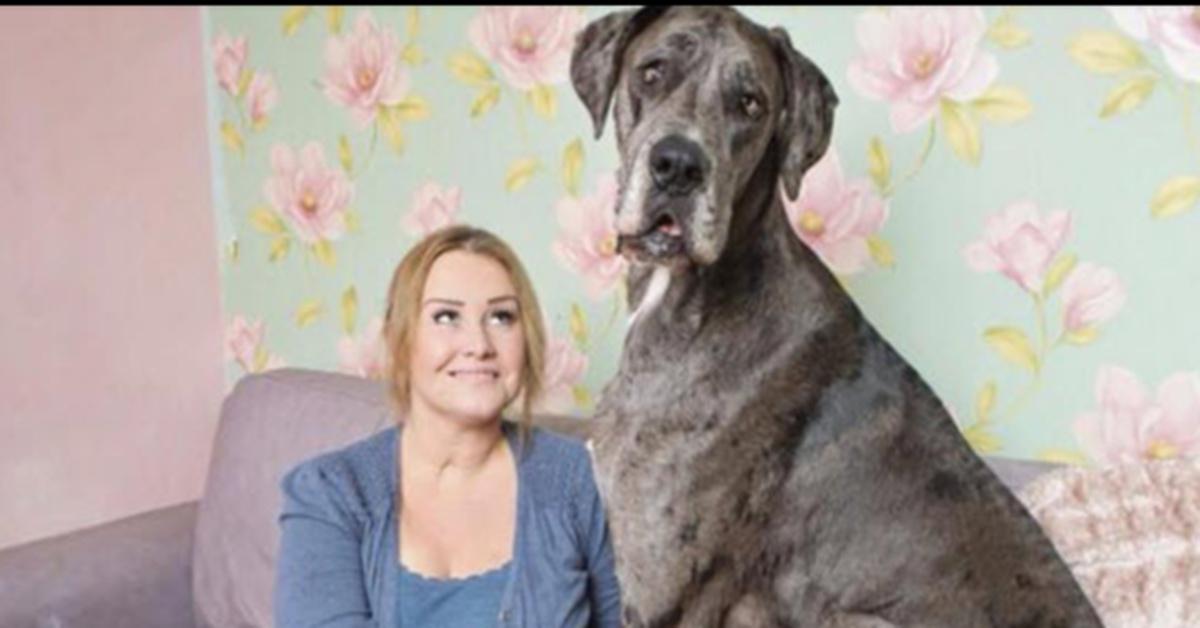 Meet Freddie, The 7-Foot-Tall Great Dance That Is The ‘Tallest Dog’ In ...