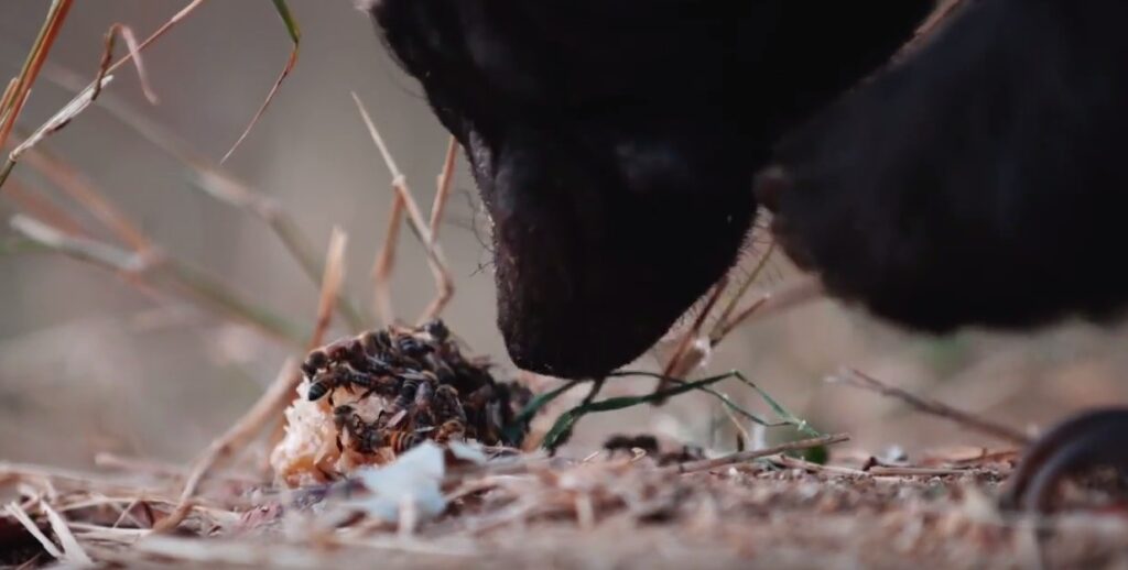 Honey Badger Pulls Off Daring Escape
