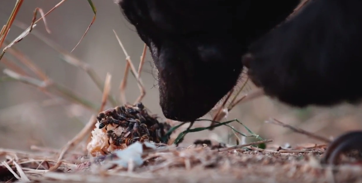 Honey Badger Pulls Off Daring Escape