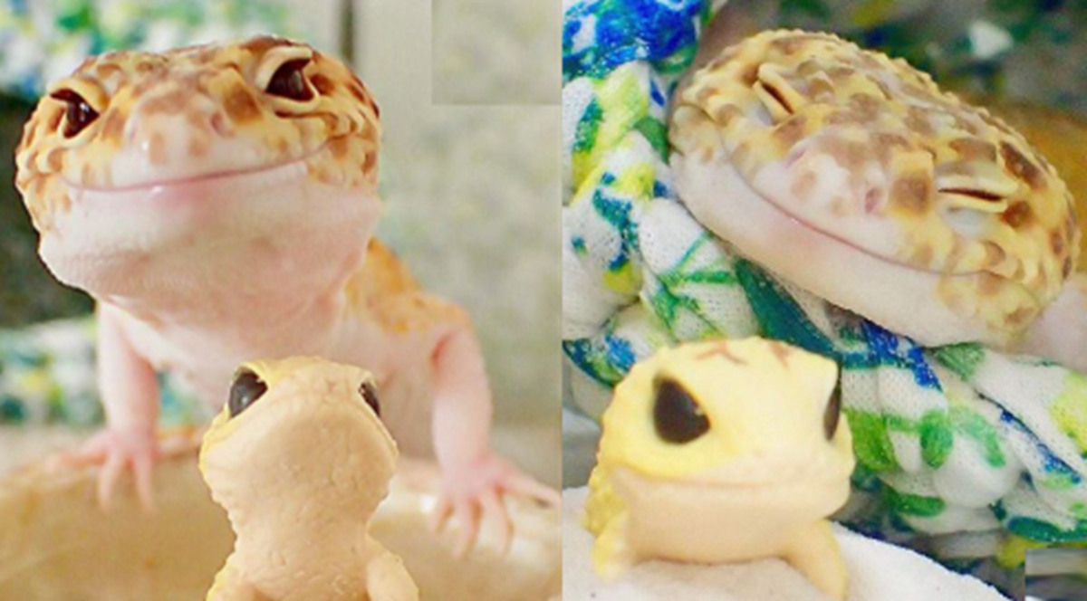 This Joyful Gecko Just Can’t Stop Smiling After Getting An Adorable Toy
