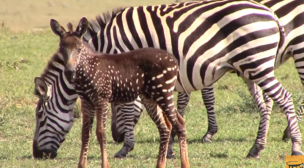 One Of A Kind Baby Zebra Born With White Spots Instead Of Black Stripes