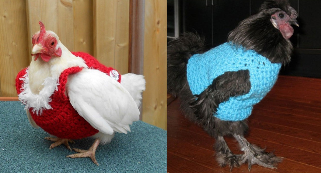 These 27 Adorable Chickens Are Ready To Stay Nice And Cozy This Fall In ...