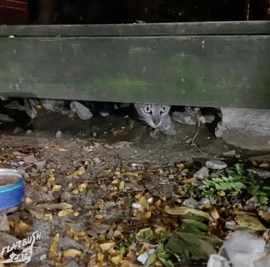 Family Of Kittens Comes Out From Under Deck To Find A Forever Home