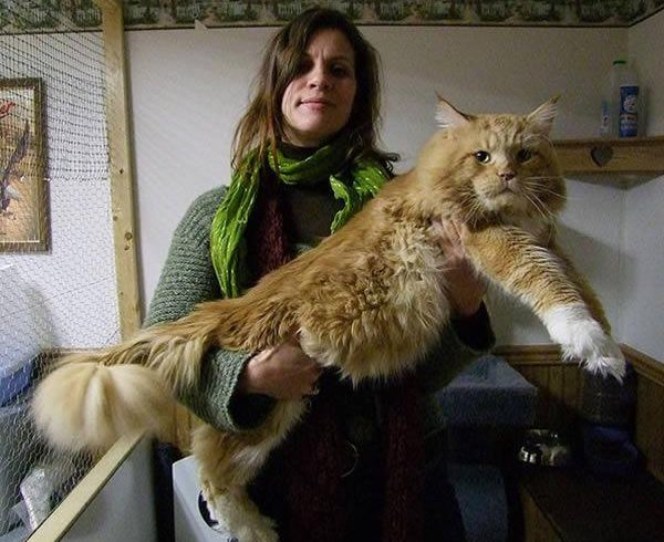 Fluffy And Adorable, Prepare To Fall Head Over Heels With Maine Coon ...