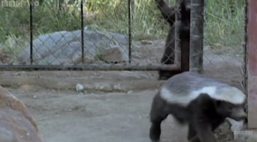 Honey Badger Pulls Off Daring Escape