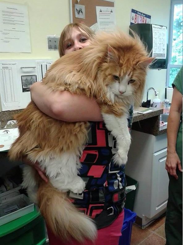 Fluffy And Adorable, Prepare To Fall Head Over Heels With Maine Coon ...