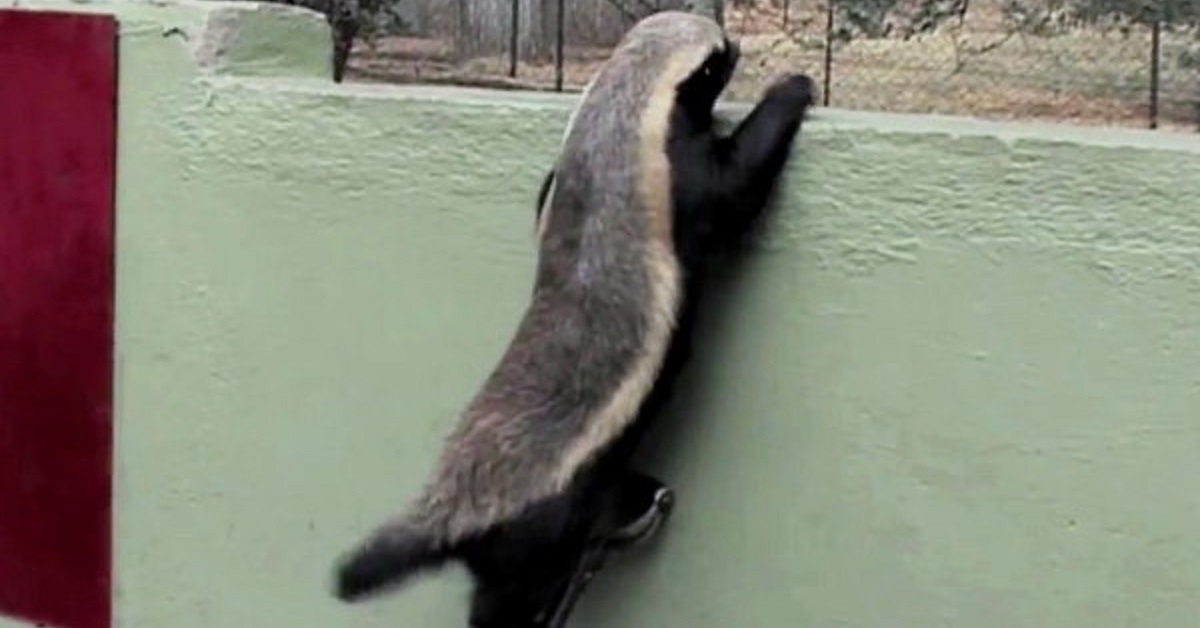 Honey Badger Pulls Off Daring Escape