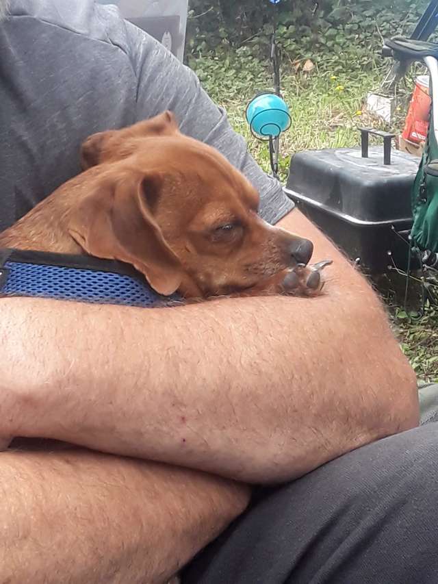 Loyal Dog Refuses To Leave Dying Dad’s Side In Hospital Until The Very ...