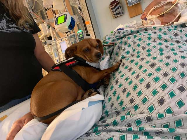 Loyal Dog Refuses To Leave Dying Dad’s Side In Hospital Until The Very ...