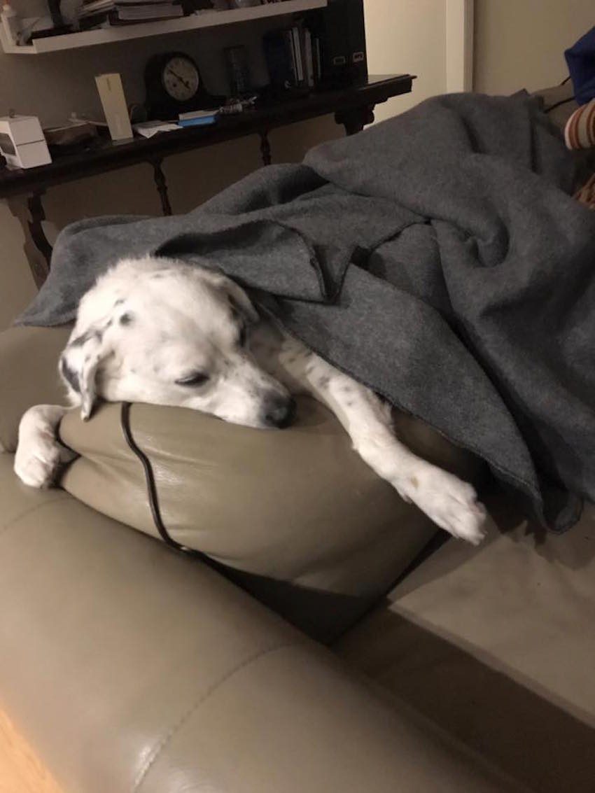 Man Drops Dog Off At Shelter For Being ‘Too Affectionate’, Stranger