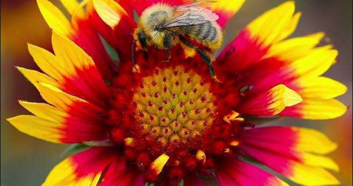 bees-declared-to-be-the-most-important-creatures-on-earth