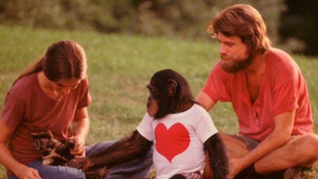 Woman Teaches Chimp Sign Language And Learns How Intelligent She Is