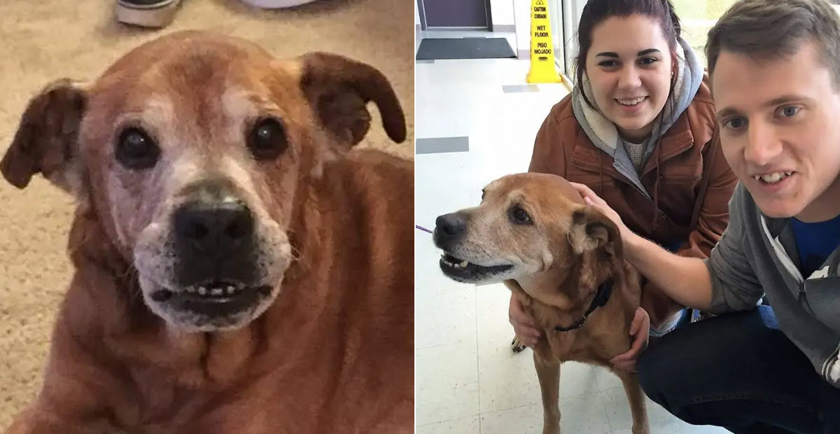 Lonely 17-Year-Old Dog Rescued By Couple Donating Food To Animal ...