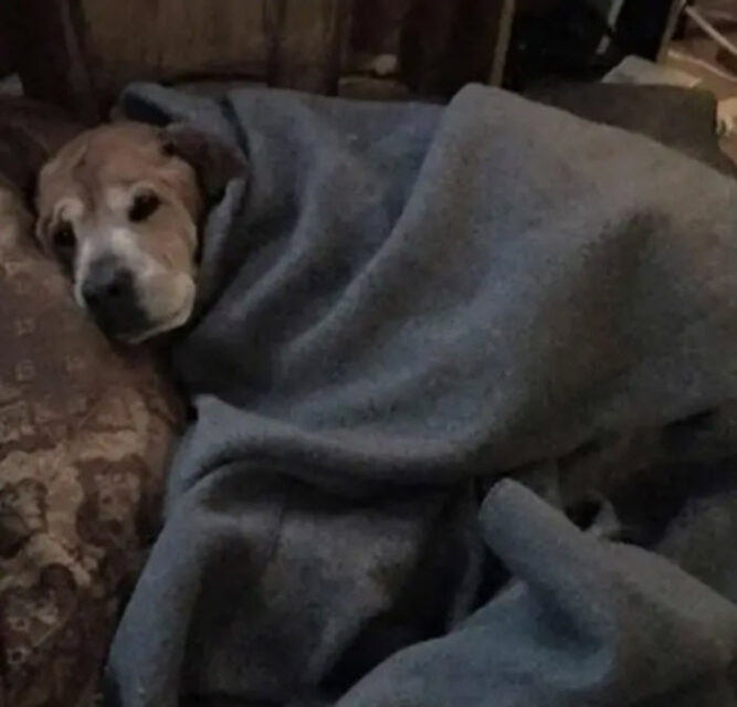 Lonely 17YearOld Dog Rescued By Couple Donating Food To Animal