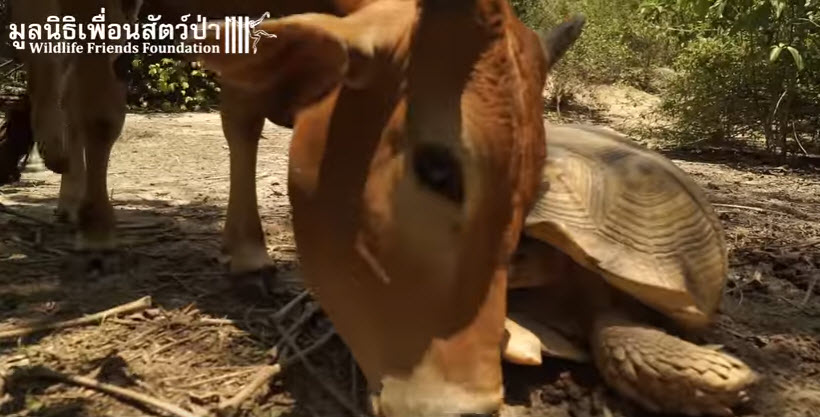 Baby Cow With Missing Leg And Giant Tortoise Become Best Friends ...