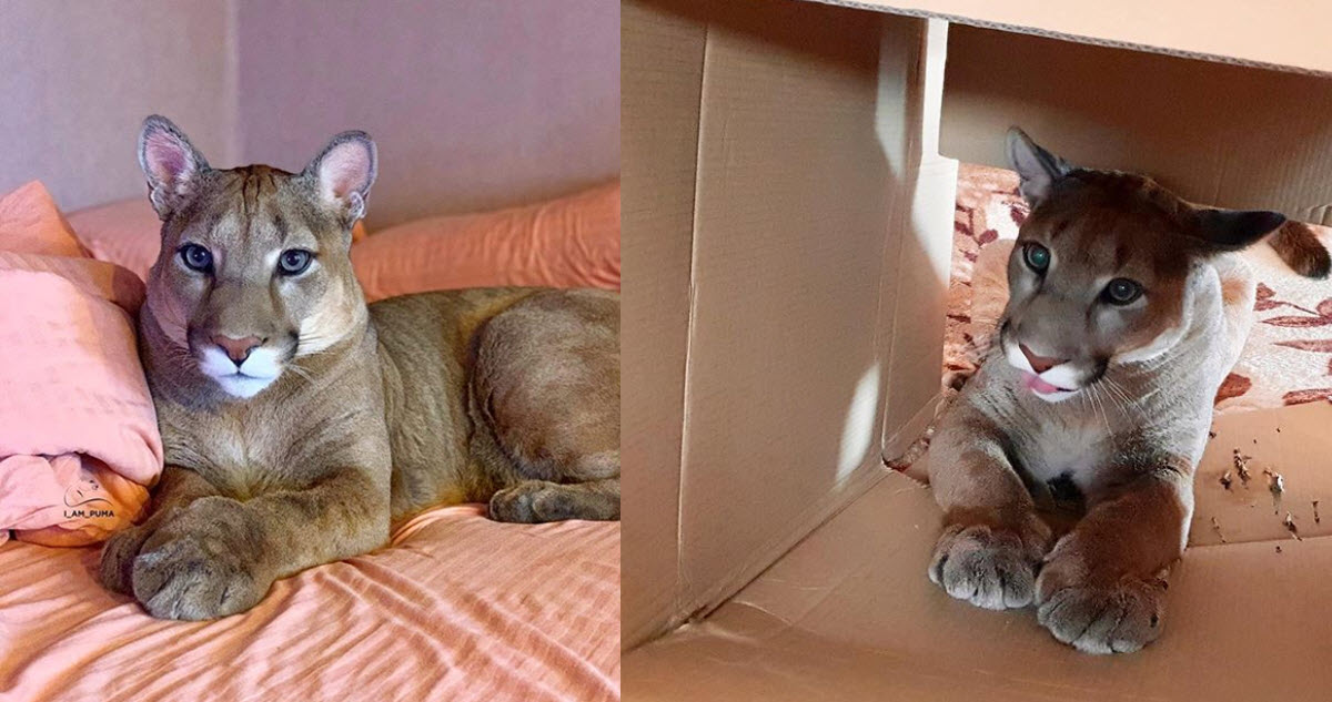 puma in russian