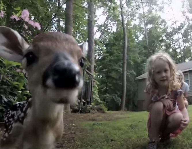 Little Girl Has A Special Touch And Is The ‘Deer Whisperer’