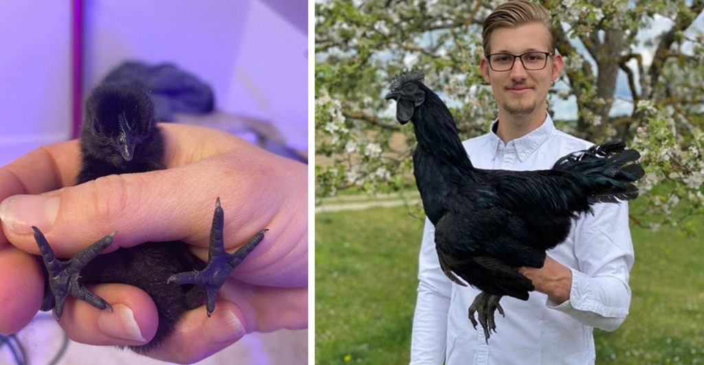 Rare Chicken Species is Completely Black, Including Feathers, Blood