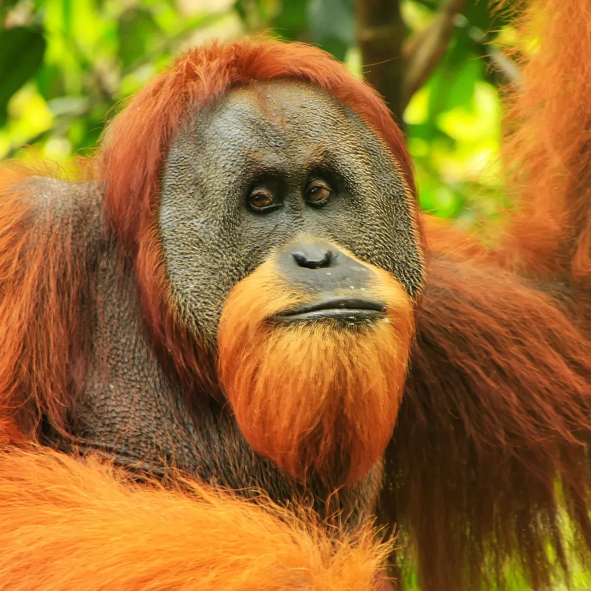 do orangutans visit their mothers