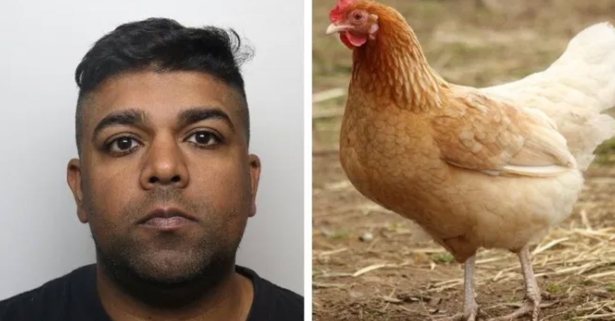 Man Charged With Sexually Abusing Chickens While Being Filmed By His 6434