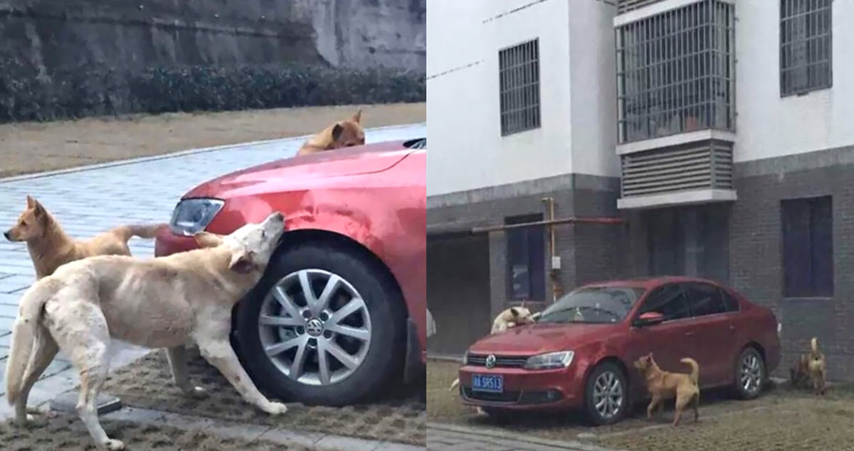 After Man Kicks Stray Dog, Pup Returns With Some Friends To Demolish