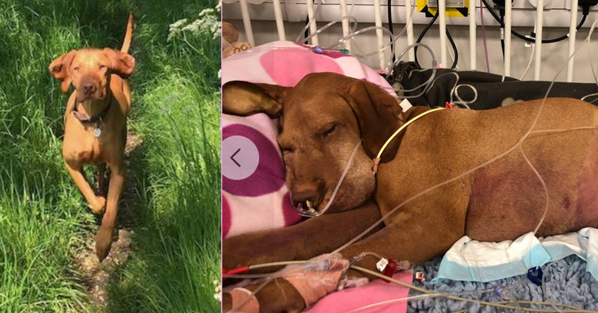 Devastated Pet Owner Warns Of The Dangers Of Sugar Substitute After