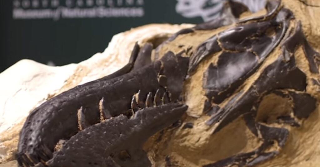 Scientists Have Found A 100% Intact T-Rex Skeleton – InnerStrengthZone.com