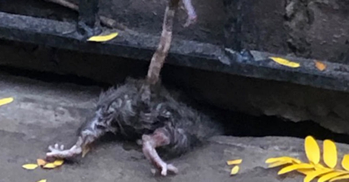 Central Park Being Overrun By Giant New York Rats – InnerStrengthZone.com